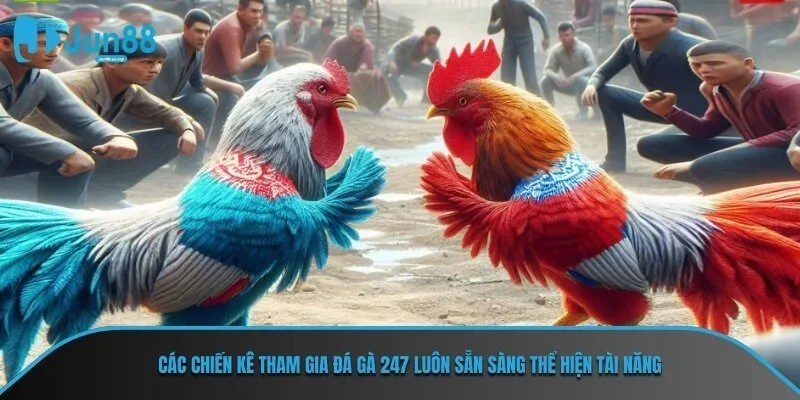 Các chiến kê tham gia đá gà 247 luôn sẵn sàng thể hiện tài năng