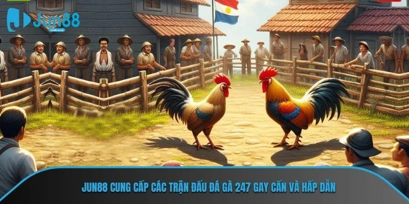 JUN88 cung cấp các trận đấu đá gà 247 gay cấn và hấp dẫn