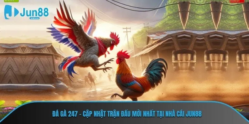 Đá gà 247