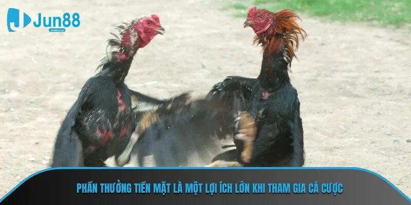 Phần thưởng tiền mặt là một lợi ích lớn khi tham gia cá cược tại JUN88