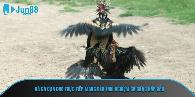 Đá gà cựa dao trực tiếp mang đến trải nghiệm cá cược hấp dẫn