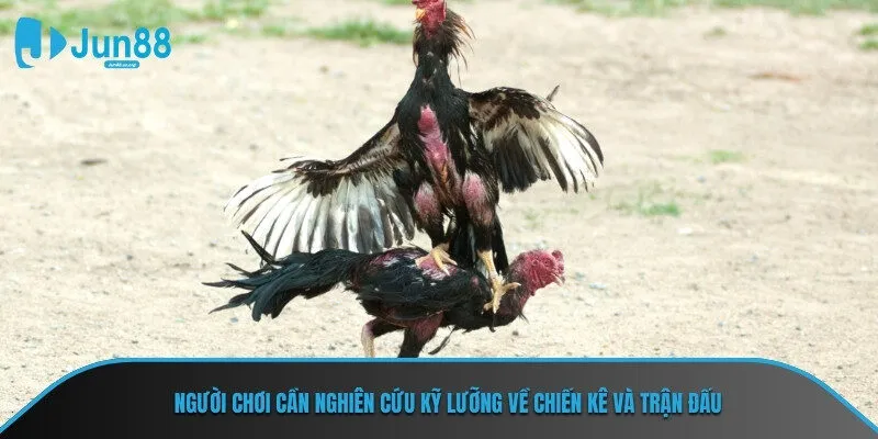 Người chơi cần nghiên cứu kỹ lưỡng về chiến kê và trận đấu