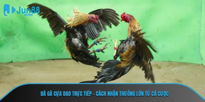Đá gà cựa dao trực tiếp