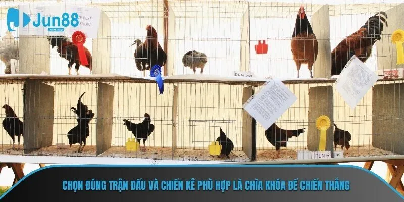 Chọn đúng trận đấu và chiến kê phù hợp là chìa khóa để chiến thắng