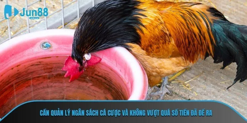 Cần quản lý ngân sách cá cược và không vượt quá số tiền đã đề ra