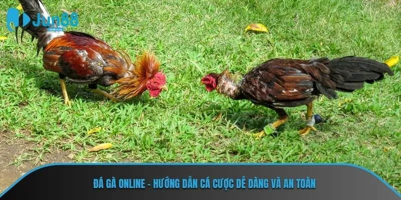 Đá Gà Online