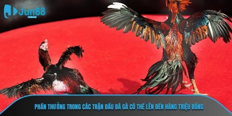 Phần thưởng trong các trận đấu đá gà có thể lên đến hàng triệu đồng