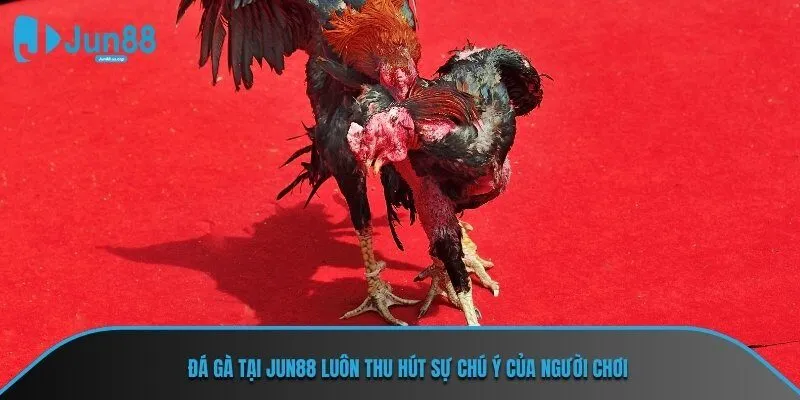 Đá gà tại JUN88 luôn thu hút sự chú ý của người chơi