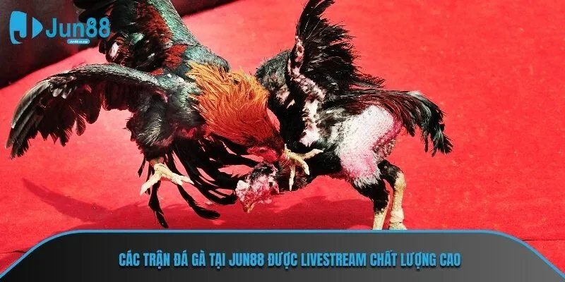 Các trận đá gà tại JUN88 được livestream chất lượng cao