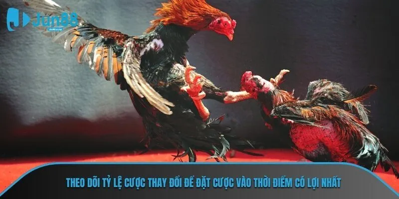 Theo dõi tỷ lệ cược thay đổi để đặt cược vào thời điểm có lợi nhất