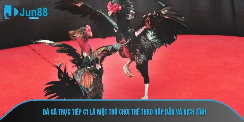 Đá gà trực tiếp C1 là một trò chơi thể thao hấp dẫn và kịch tính