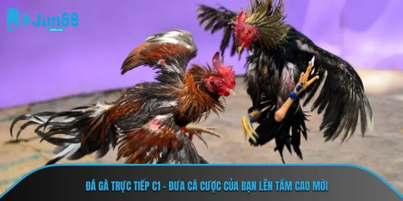 đá gà trực tiếp c1