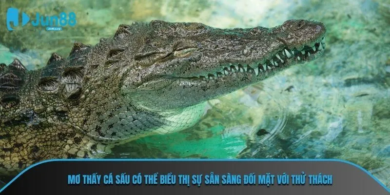 Mơ thấy cá sấu có thể biểu thị sự sẵn sàng đối mặt với thử thách