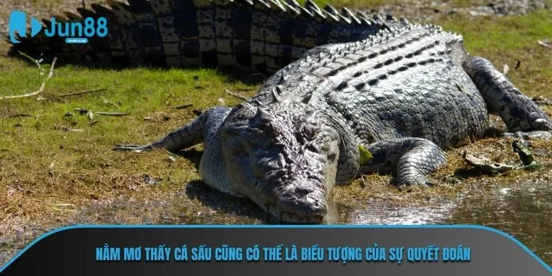 Nằm mơ thấy cá sấu cũng có thể là biểu tượng của sự quyết đoán