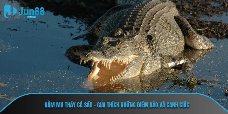 Nằm mơ thấy cá sấu