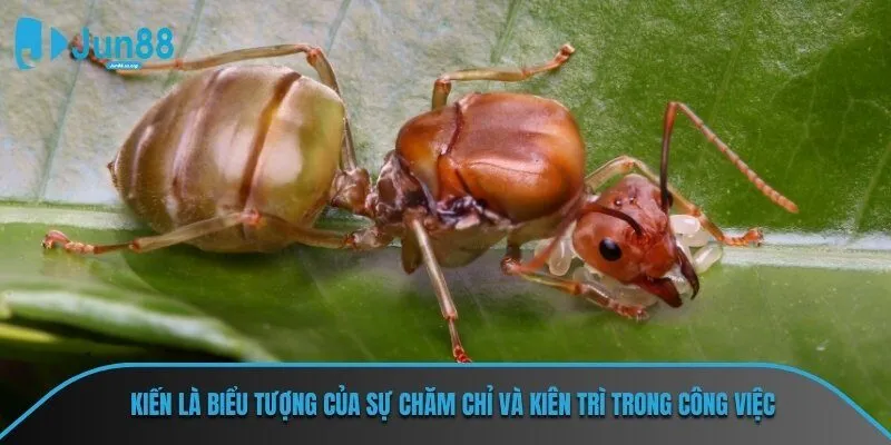 Kiến là biểu tượng của sự chăm chỉ và kiên trì trong công việc