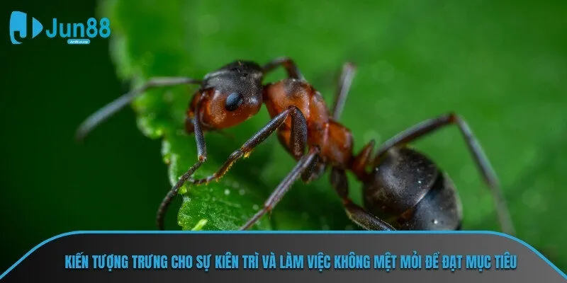 Kiến tượng trưng cho sự kiên trì và làm việc không mệt mỏi để đạt mục tiêu