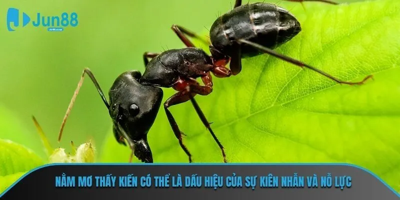 Nằm mơ thấy kiến có thể là dấu hiệu của sự kiên nhẫn và nỗ lực